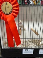 Satinet isabel geel mozaïek, Dieren en Toebehoren, Vogels | Kanaries, Meerdere dieren, Kleurkanarie