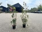 Photinia Fraseri Red Robin, Tuin en Terras, Ophalen, Overige soorten, Struik, 100 tot 250 cm