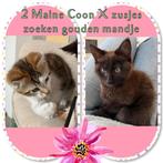 Maine Coon x Europese Korthaar poesjes, Dieren en Toebehoren, Katten en Kittens | Raskatten | Langhaar, Poes, Gechipt, 0 tot 2 jaar