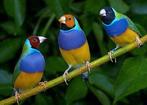 Goulds amadines, Dieren en Toebehoren, Vogels | Overige Vogels, Meerdere dieren, Tropenvogel