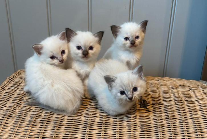 Heilige birmaan x ragdoll kittens, geboren 26/7, Dieren en Toebehoren, Katten en Kittens | Raskatten | Langhaar, Meerdere dieren