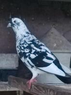 Tamme jonge duifjes wit en bont, Dieren en Toebehoren, Vogels | Duiven, Geslacht onbekend, Overige soorten