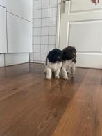 Friese stabij X wetter houn pups te koop, 8 tot 15 weken, Meerdere, Meerdere dieren, Middel