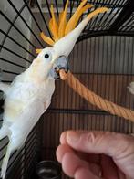 Oranje kuif kaketoe, Dieren en Toebehoren, Geslacht onbekend, Papegaai, Geringd