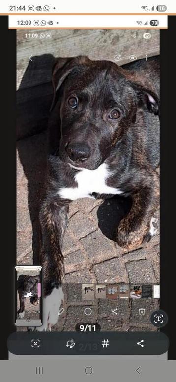 Aanhankelijke PUP X Stafford/Whippet 4 mnd beschikbaar voor biedingen
