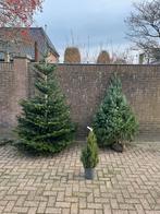 Prachtige nordmann kerstboom kerstbomen, Tuin en Terras, Ophalen of Verzenden, Zomer, Volle zon, Overige soorten