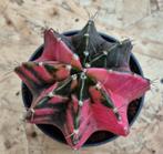 Cactus Gymnocalycium Mihanovichii p7 (19)