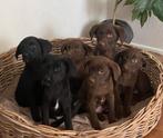 Prachtige FRIESE STABIJ x LABRADOR pups, Nederland, CDV (hondenziekte), 8 tot 15 weken, Meerdere