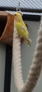 Agapornis roseicollis kuikens nog maar 2 beschikbaar, Dieren en Toebehoren, Meerdere dieren, Dwergpapegaai of Agapornis, Geringd