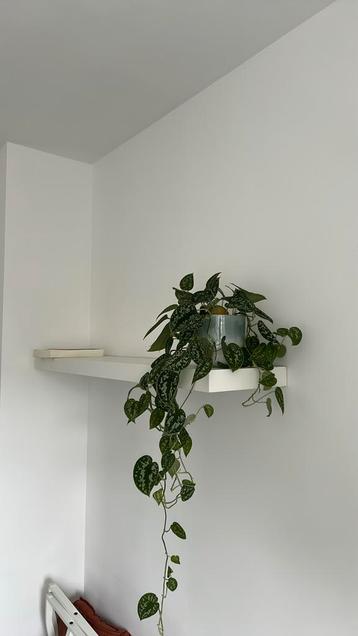 Wandplank van IKEA beschikbaar voor biedingen