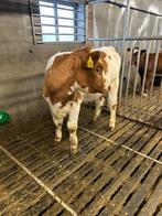 Vaarskalf, Mannelijk