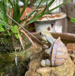 Prachtig tuinbeeldje Schildpad met hengel (6.2cm schildpad), Ophalen of Verzenden, Nieuw, Overige materialen