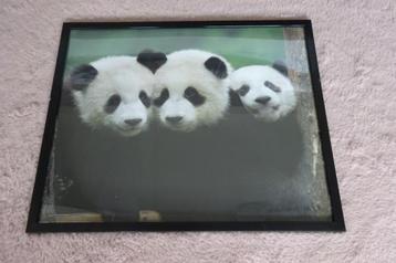 Rechthoek schilderij met panda´s 52x 42cm beschikbaar voor biedingen
