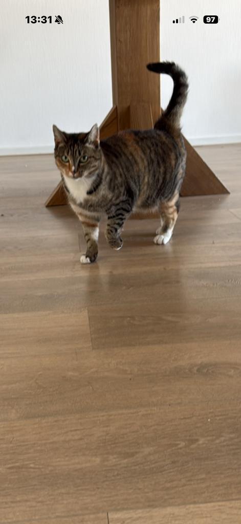 3 kleur cypers wit, geboren op 5/12/2021, Dieren en Toebehoren, Katten en Kittens | Overige Katten, Meerdere dieren