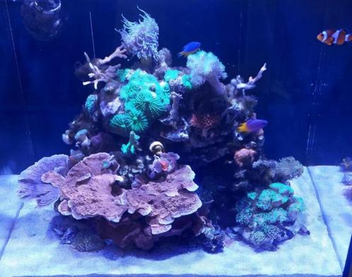 Volledig rif: Levende have/rifleven, koralen(SPS,LPS),vissen, Dieren en Toebehoren, Vissen | Aquaria en Toebehoren, Zo goed als nieuw