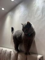 Britse korthaar kat dekkater niet te koop, Dieren en Toebehoren, Katten en Kittens | Dekkaters, 3 tot 5 jaar