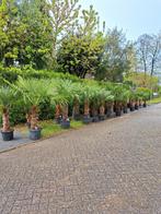 Palmbomen te koop winterhard, Minder dan 100 cm, Ophalen of Verzenden, Hortensia