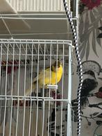 Man canarie 2025, Dieren en Toebehoren, Vogels | Kanaries, Mannelijk
