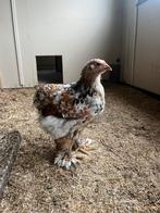 2 kippen., Dieren en Toebehoren, Pluimvee, Vrouwelijk, Kip
