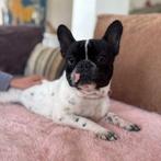 Brutus, Dieren en Toebehoren, Nederland, 1 tot 2 jaar, Parvo, Bulldog