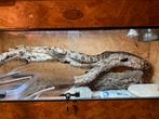 Boa Imperator with terrarium, Slang, Met terrarium, 3 tot 6 jaar