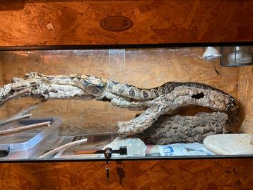 Boa Imperator with terrarium beschikbaar voor biedingen