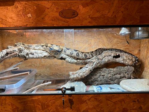 Boa Imperator with terrarium, Dieren en Toebehoren, Reptielen en Amfibieën, Slang, 3 tot 6 jaar, Met terrarium