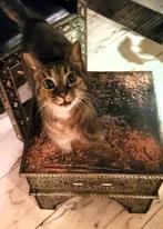 Gereserveerd !!!, Dieren en Toebehoren, Kater, Gechipt, 6 jaar of ouder