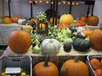 Pompoenen, Sierkalebassen en Halloween, Ophalen, Nieuw