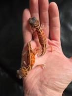 Hypo nephrurus vertebralis, Hagedis, Tam, 0 tot 2 jaar