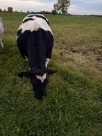 Dikbil belgisch blauw, Vrouwelijk, 3 tot 6 jaar