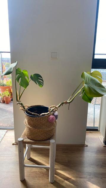 Monstera plant beschikbaar voor biedingen