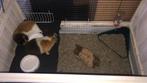 2 leuke cavia’s incl toebehoren, Dieren en Toebehoren, Cavia, Augustus, Mannelijk, Tam