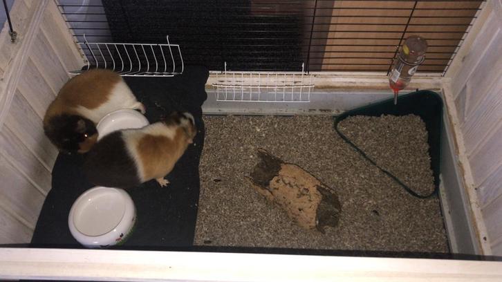 2 leuke cavia’s incl toebehoren, Dieren en Toebehoren, Knaagdieren, Mannelijk, Cavia, Augustus, Tam