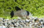 corydoras panda €3,95, Dieren en Toebehoren, Vis, Zoetwatervis