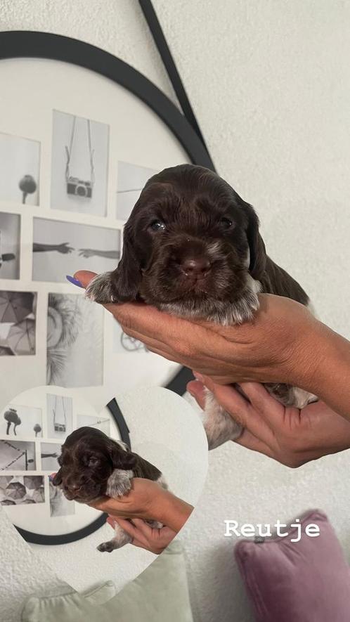 Engelse Cocker Spaniël pups te koop, Dieren en Toebehoren, Honden | Retrievers, Spaniëls en Waterhonden, Meerdere dieren, Spaniël