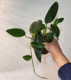 Monstera standleyana, Huis en Inrichting, Kamerplanten, Ophalen of Verzenden, Halfschaduw, Minder dan 100 cm