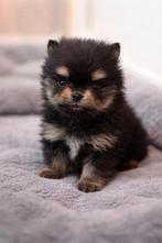 Mini Pomeranian puppy black tan sable bearface ( pomeriaan, Keeshond, Reu, 8 tot 15 weken, Eén hond