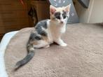 Zes lieve Ragdoll kittens zoeken een fijn mandje!, Dieren en Toebehoren, Katten en Kittens | Raskatten | Korthaar, Meerdere dieren