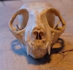 Schedel kat, Ophalen of Verzenden, Zo goed als nieuw, Hond of Kat, Schedel