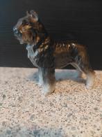 Bouvier, Ophalen of Verzenden, Dier