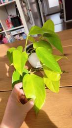 Epipremnum neon, Huis en Inrichting, Kamerplanten, Ophalen, Halfschaduw, Minder dan 100 cm