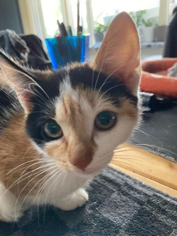 kittens, Dieren en Toebehoren, Katten en Kittens | Raskatten | Korthaar, Meerdere dieren