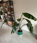 Strelitzia Nicolai - Paradijsvogelplant, incl sierpot, Ophalen, Overige soorten, Halfschaduw, In pot