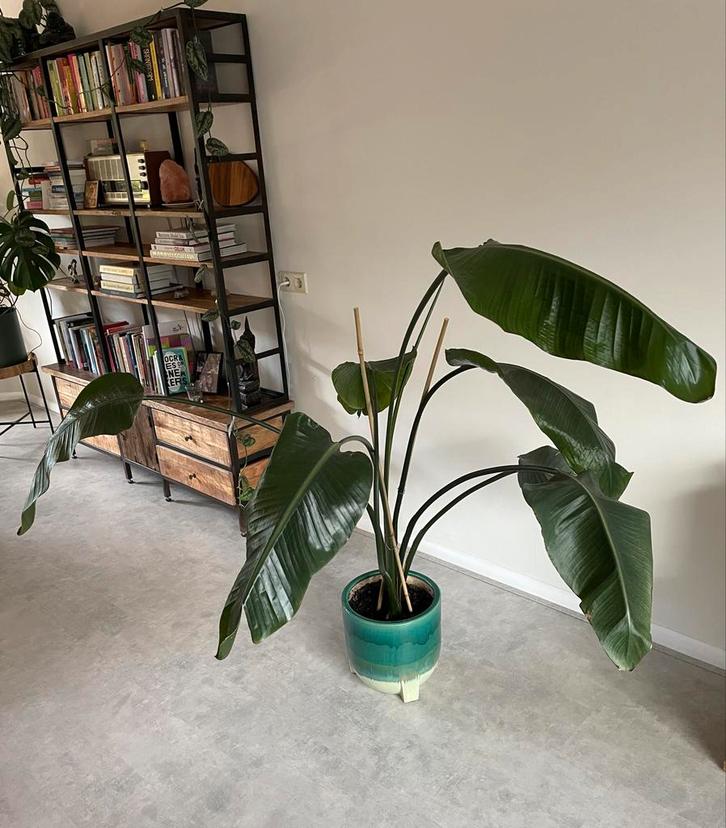 Strelitzia Nicolai - Paradijsvogelplant, incl sierpot, Huis en Inrichting, Kamerplanten, Overige soorten, 150 tot 200 cm, Groene kamerplant