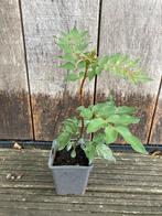 Sezchuan peper - Zanthoxylum simulans, Ophalen of Verzenden, Minder dan 100 cm