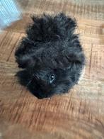 Cavia zwart nr.1, Dieren en Toebehoren, Cavia, Mannelijk, November, Tam