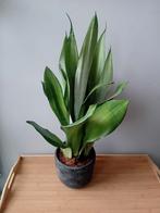 Sanseveria kamerplant 60cm, Ophalen, Vetplant, Halfschaduw, In pot