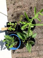 Miniplantjes (diverse), Ophalen, Zomer, Overige soorten, Volle zon