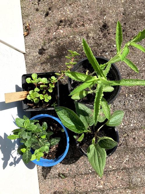 Miniplantjes (diverse), Tuin en Terras, Planten | Tuinplanten, Overige soorten, Volle zon, Zomer, Ophalen